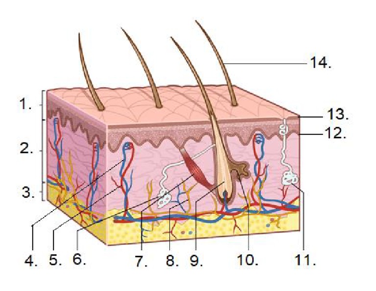 Skin 1 Pdf | Skin Functions _ 1 Skin Structure and Functions of the ...