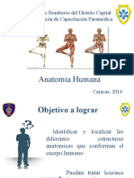 Anatomia