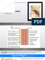 Inguinal Canal