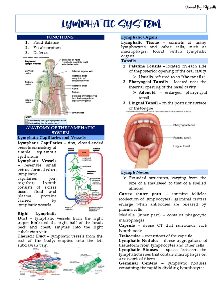Lymphatic System Download Free Pdf Lymphatic System Immune System