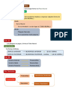 Sistema Nerviosos Central - EMBRIOLOGIA 