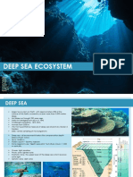 Deep sea ecosystem