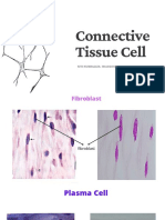 Connective Tissue Cell