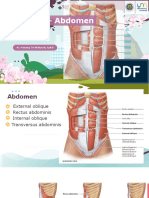 Myologi - Abdomen