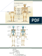 Anfis Musculoskeletal