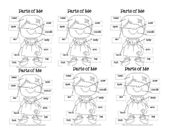 Body Parts | PDF