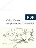 Ciclo Del Oxígeno.