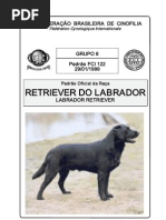 Retriever Labrador