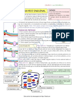 ANATOMÍA DEL TRAYECTO INGUINAL