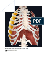 Thorax Lab Quiz