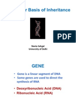 Molecular Basis of Inheritance