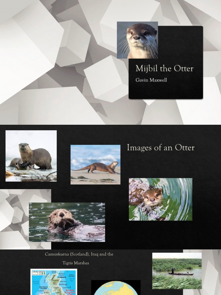 Mijbil The Otter | PDF
