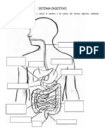 Dibujos Del Sistema Digestivo