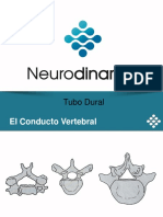 04 Tubo Dural