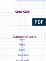 Neural Crest Cells