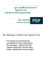 The Anatomy of the Meninges, Brain Blood Vessels, and Cerebrospinal Fluid