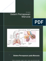 Sistem Pernafasan Manusia