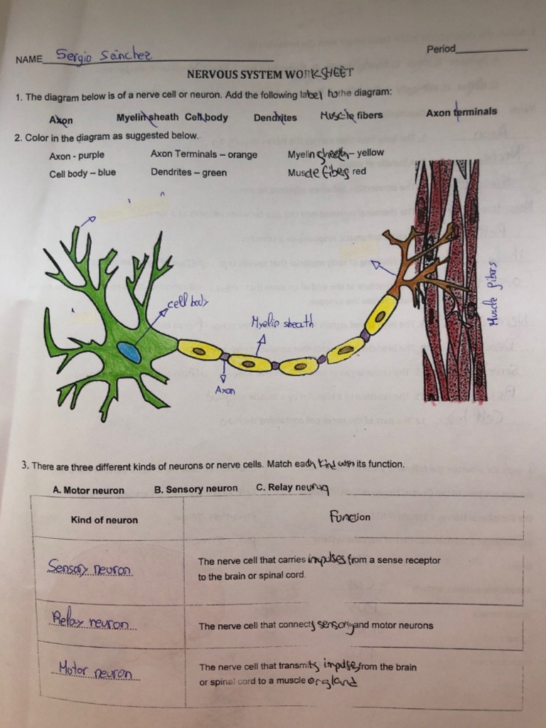 Nervous System Worksheet PDF