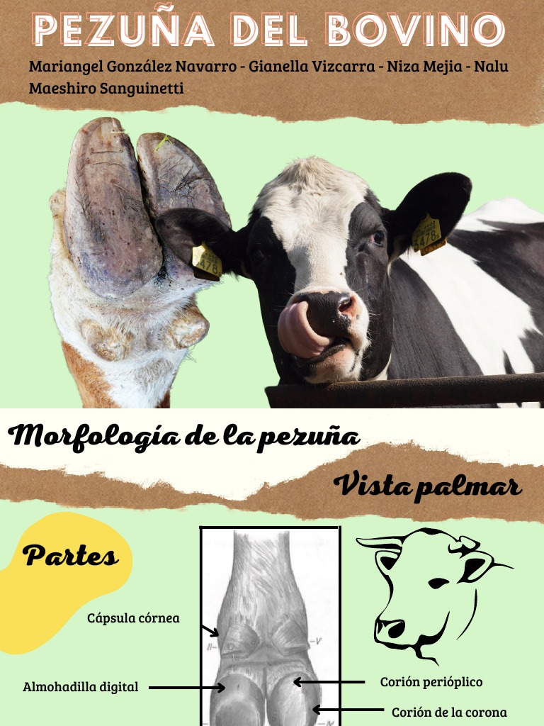 Morfología de La Pezuña | PDF | Vacas | Mamíferos