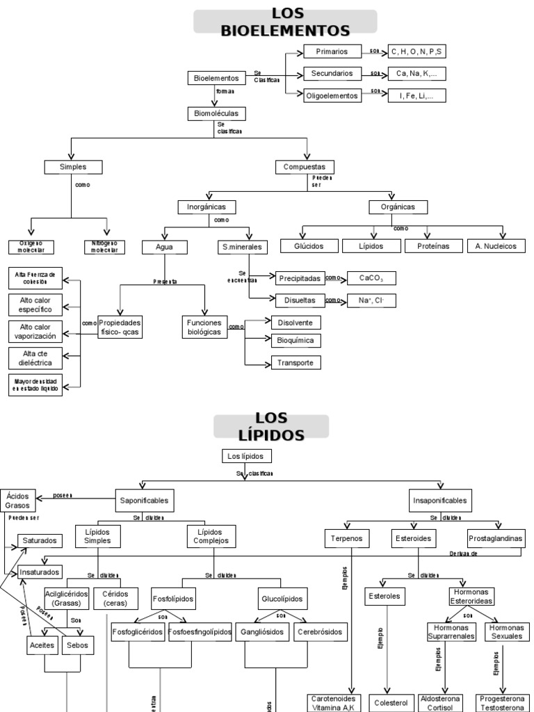 Mapas Conceptuales Anabolismo Catabolismo y Otros | PDF | Lípido |  Fotosíntesis