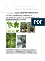 Complicaciones Por Ingesta de Jatropha Curcas en Niños