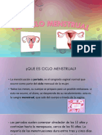 Ciclo Menstrual