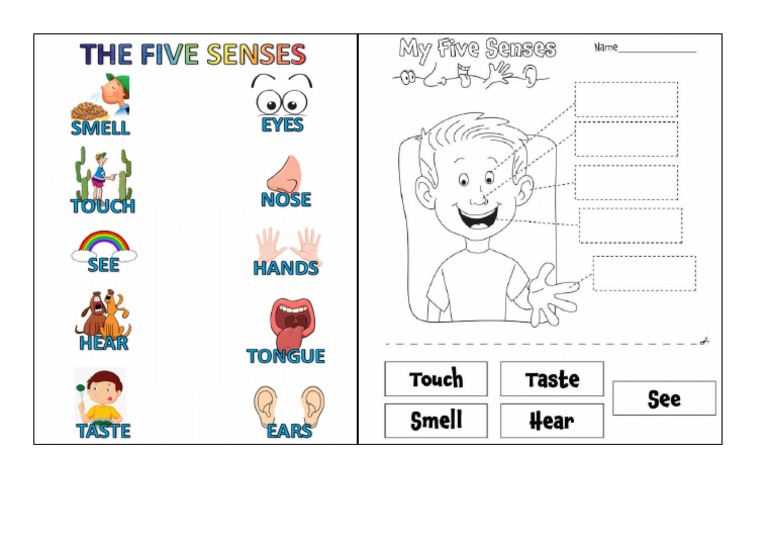 my 5 senses | PDF