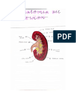 anatomia del rinñon