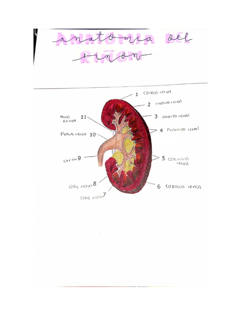 Anatomia Del Rinñon | PDF