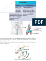 Traqueostimia y Traqueotomia