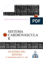 Sistema Cardiovascular