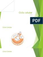 Ciclo celular: interfase, mitose e meiose