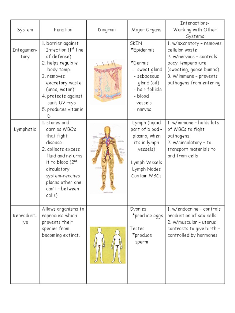 Body Systems Notes 2 PDF