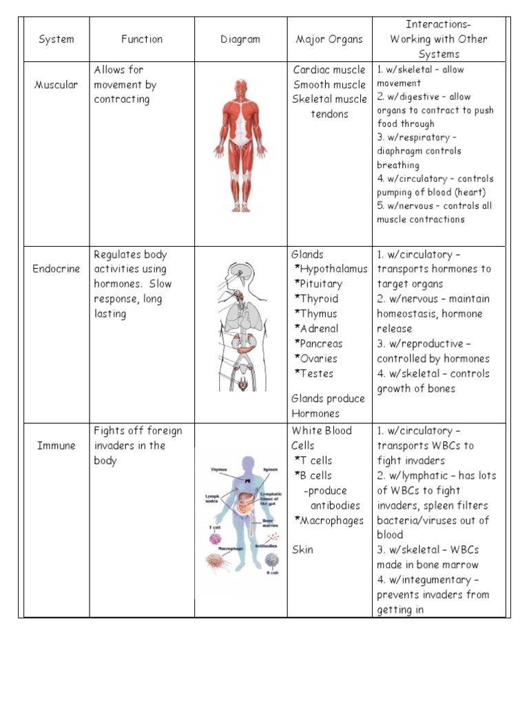 Body Systems Notes 4 PDF Human Body Morphology (Biology)