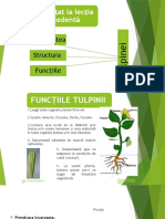 Tema 4. Diversitatea Frunzelor Balan Diana