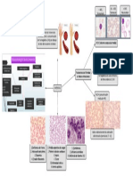 Mapa Anemias