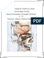 Masoterapia Facial: Los 28 huesos de la cabeza humana