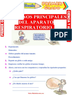 Organos Principales Del Aparato Respiratorio