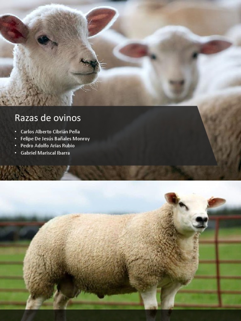 Razas de Ovinos | PDF | Oveja