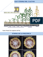 Practicas Basicas Maiz 23-07-2020, Presentacion Caqueta. - PARTE 2