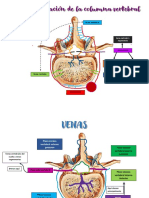 Arterias y venas de la columna vertebral