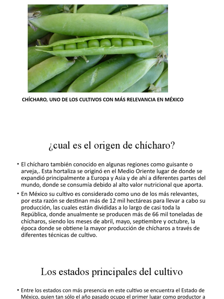Cultivo y origen del chícharo en México | PDF | Guisante | Cosecha