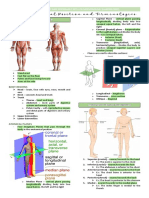 Laboratory 1. Anatomical Position and Terminologies