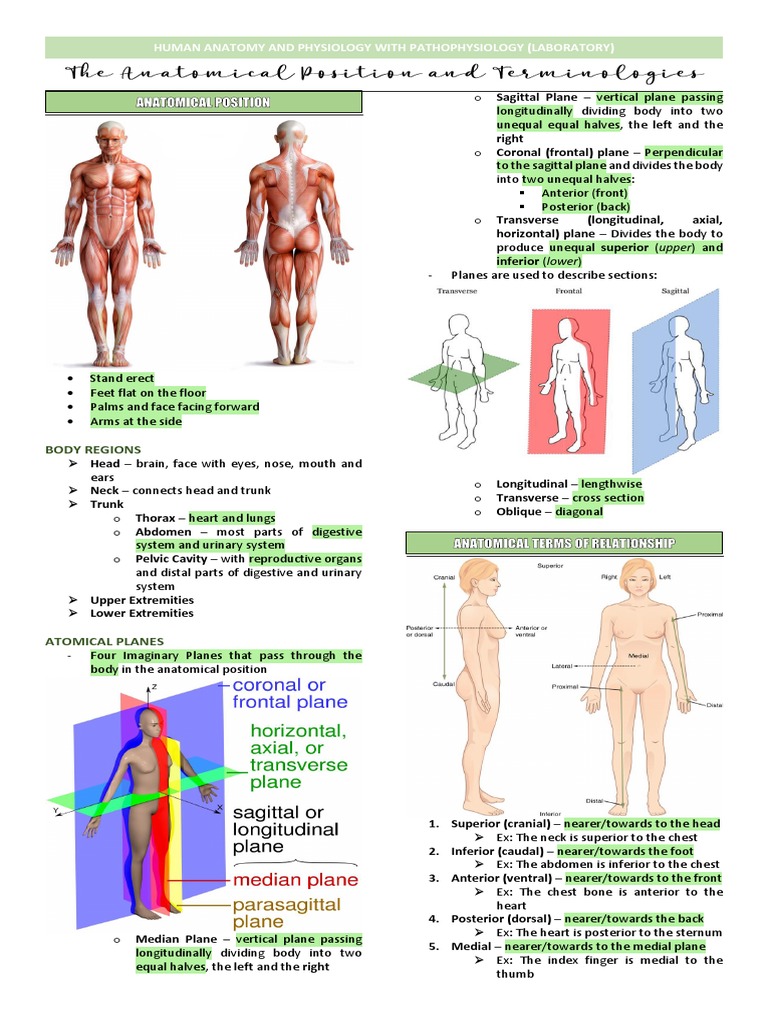 Laboratory 1. Anatomical Position and Terminologies | PDF | Anatomical ...