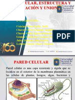 Pared Celular PPTT