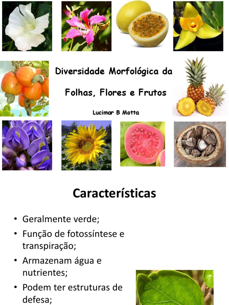 Morfologia de Folhas, Flores e Frutos | PDF | Fruta | Reprodução vegetal