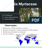 Família Myrtaceae: árvores e arbustos tropicais e subtropicais