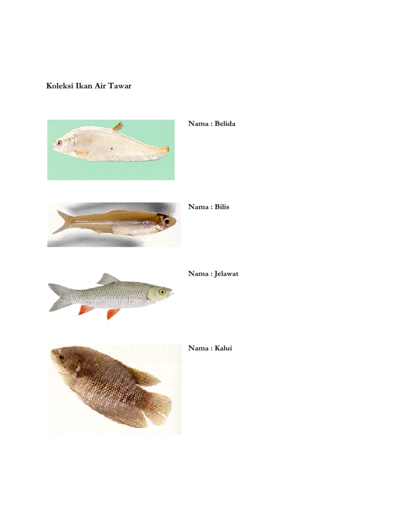 Koleksi Ikan Air Tawar