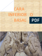 Cerebro Cara Inferior