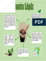 Infografia Lapiz Planta